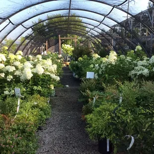 Nursery stock