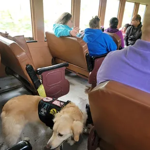The ride is welcoming to legit service dogs but they do not tolerate ill-mannered dogs.