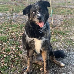 Bluegrass Veterinary Specialists + Animal Emergency