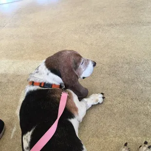 Rosie, being a good patient dog.