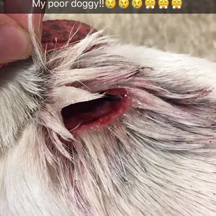Deep Dog bite