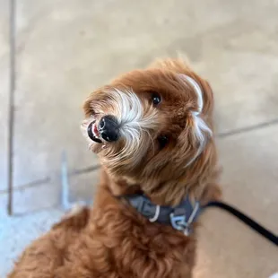 Doodle Toast