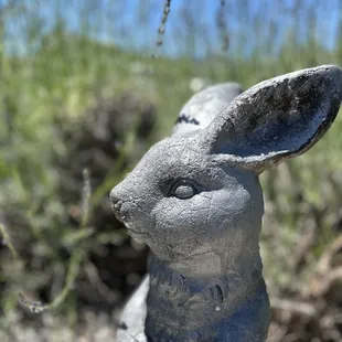 Bunny in the field