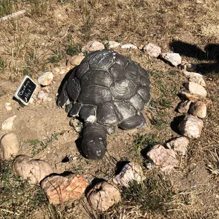 Hot turtle