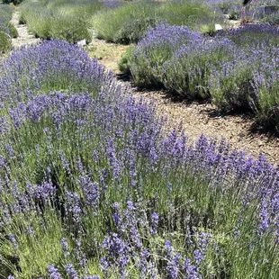 A few rows of color
