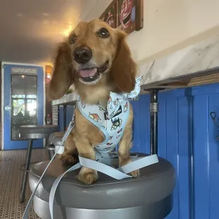 a dog sitting on a stool