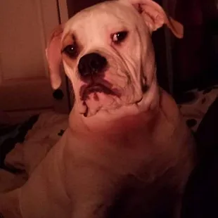 My Sargent was well taken care of, on his stay here. He came home clean, and in great spirits. GREAT PLACE.