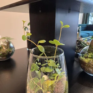 Terrariums sold exclusively in Blume.