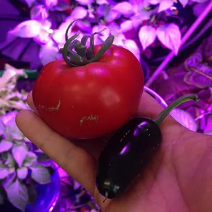 Grow nutrients and hydroponic supplies