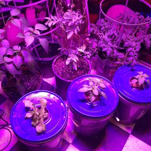 Growing supplies and nutrients