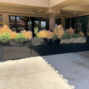 Outdoor seating patio area surrounded with poisonous Firestick plants