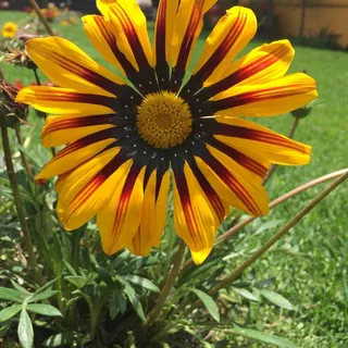 Flor A.