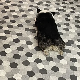 a dog laying on the floor