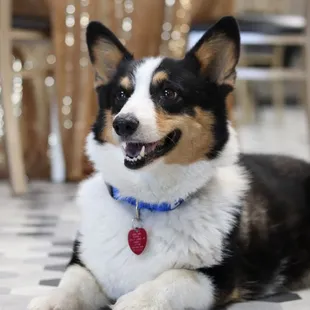 The owner's Emotional Support Animal, Luna