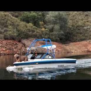 Blue dog sinking my boat
