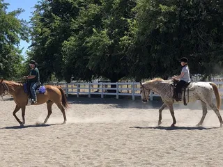 Blue Bandida Horse Training & Lessons