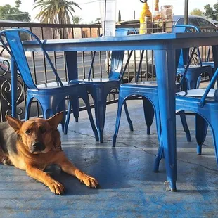 Dog friendly patio