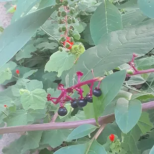 Foliage and berries