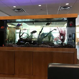 Amazing aquarium!!!!