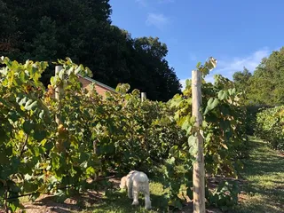 Brown County Winery