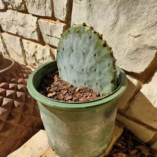 Bob Scott Nursery