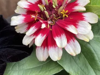 Flowers Farms