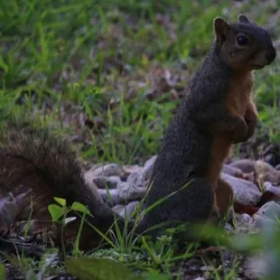 More wildlife photography at Bob Woodruff Park by Happy Tails Pet Pal, llc.