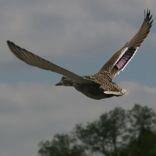 Duck photography at Bob Woodruff Park   in East Plano by Happy Tails Pet Pal, LLC.