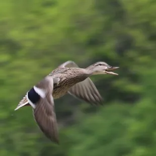 Bob Woodruff Park duck photography by Happy Tails Pet Pal, LLC.