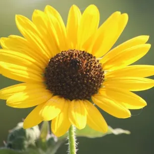 Sunflower at Bob Woodruff Park by Happy Tails Pet Pal, LLC.