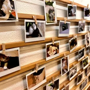 Cat wall of frames