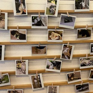 BobaCat's wall of felines