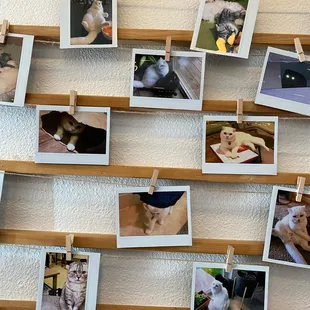 cute cat polaroids :-)