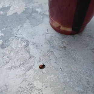 I had a LadyBug in my presence