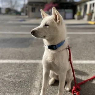 Dogs are allowed at their outdoor seating area