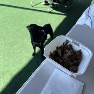 Puppy waiting for his breakfast