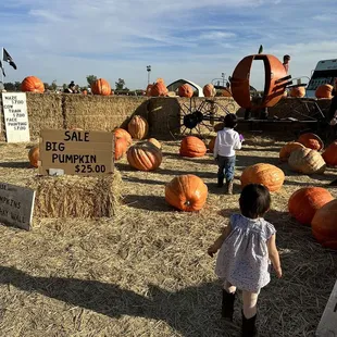 Big pumpkin patch area and carriage