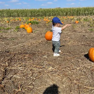 Scenic Corn backdrop