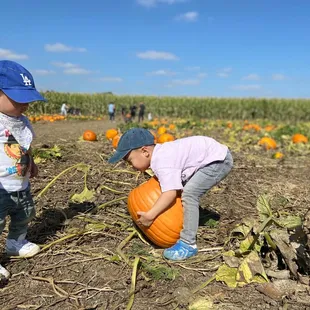 Pumpkins and more pumpkins