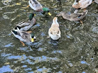 Silveyville Christmas Tree Farm
