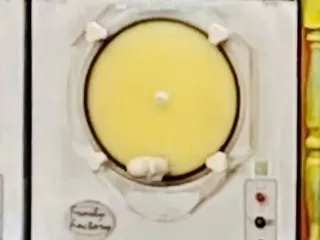 Willie's Chicken Shack