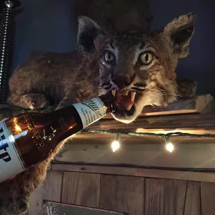 Drunk Bobcat!
