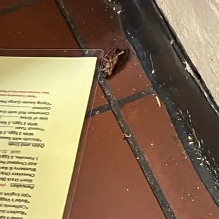 Dead cockroach under my table!!!