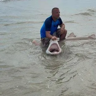 Sand Tiger Shark caught in Corolla
