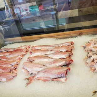  variety of fish on ice