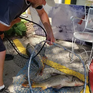 Two Carp caught at same time one on each pole.