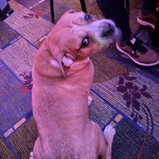 Cutey patootey.  Loves the butt scritches.