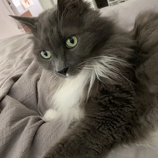 Mio C.