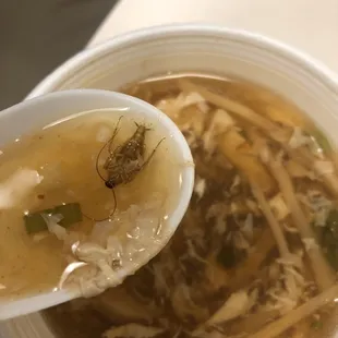 Cockroach in the soup