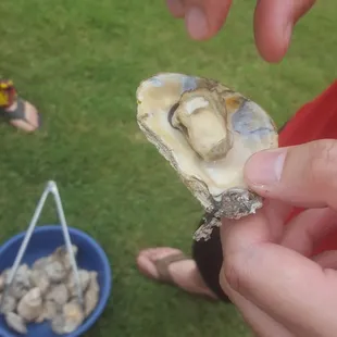 The entire case of oysters of what seemed big on the outside was really just some small baby oysters. Waste of my money. Smfh.